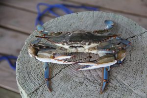 Md Bue Crab sitting on a piling in Ocean City